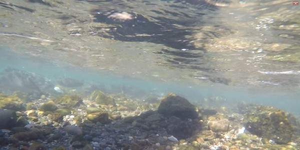 Underwater Fish Shot Henry's fork