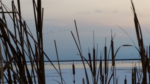 Evening at Great Salt Lake Marsh with Ducks and Geese in background